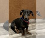 Small Photo #6 Basschshund Puppy For Sale in Pleasanton, TX, USA