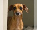 Small Dachshund Mix