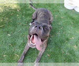 American Bulldog Dogs for adoption in Corona, CA, USA