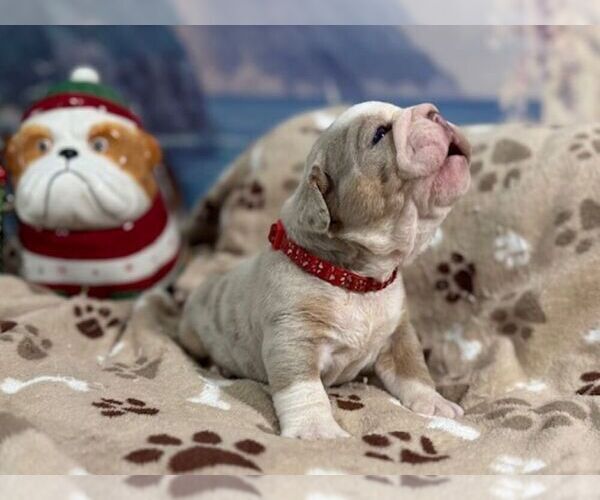 Medium Photo #1 English Bulldog Puppy For Sale in OOLOGAH, OK, USA