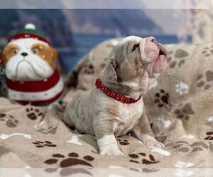 English Bulldog Puppy for sale in OOLOGAH, OK, USA