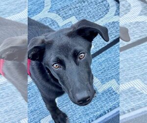 Scooter *LOCAL* - Male Labrador Retriever-Unknown Mix Dog for Adoption - Photo #15