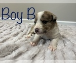 Small Photo #7 Bordoodle Puppy For Sale in MADISON, AL, USA