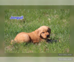 Small Photo #2 Golden Retriever Puppy For Sale in MIDDLEBURG, PA, USA