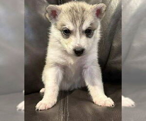 Medium Siberian Husky