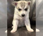 Small Siberian Husky