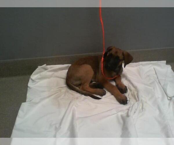 Medium Photo #1 Mutt Puppy For Sale in Las Vegas, NV, USA