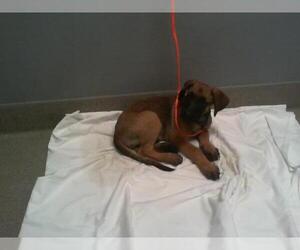 Mutt Dogs for adoption in Las Vegas, NV, USA