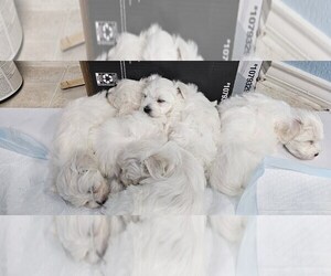 Maltese Puppy for Sale in LOCKHART, Texas USA