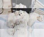 Small Maltese