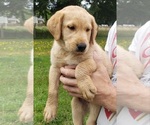 Small Photo #24 Labrador Retriever Puppy For Sale in OLYMPIA, WA, USA