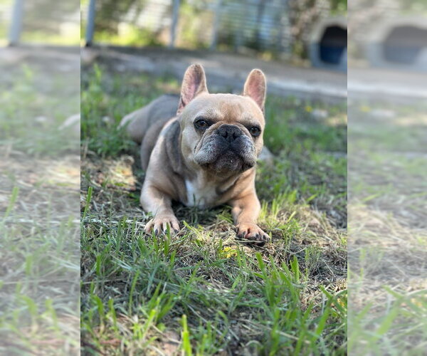 Medium Photo #2 French Bulldog Puppy For Sale in Oak Bluffs, MA, USA