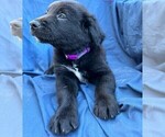 Small Photo #3 Border Collie-Golden Retriever Mix Puppy For Sale in PALM COAST, FL, USA