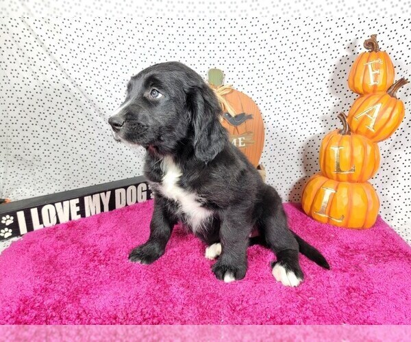Medium Photo #8 Golden Mountain Dog Puppy For Sale in BLACK FOREST, CO, USA