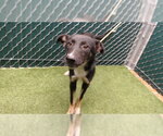 AMY - Female German Shepherd Dog Dog for Adoption - Small photo