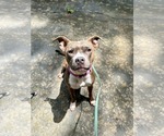 Small #5 Bullboxer Pit