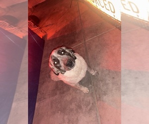 Central Asian Shepherd Dog Puppy for sale in QUARTZ HILL, CA, USA