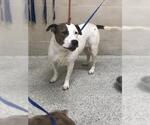 Small Mutt