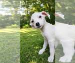 Small #4 Labrador Retriever Mix