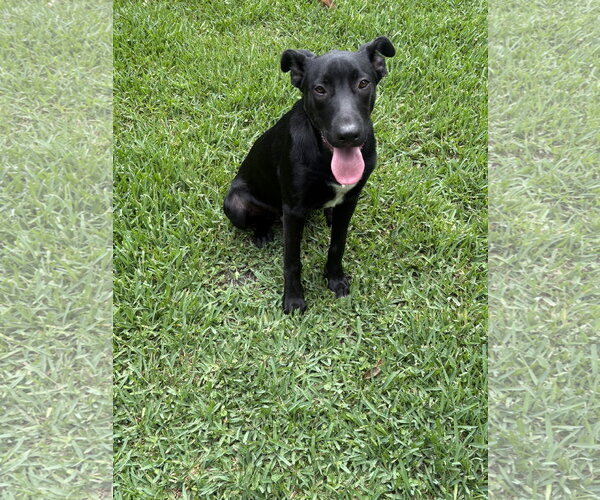 Medium Photo #2 Labrador Retriever-Unknown Mix Puppy For Sale in The Woodlands, TX, USA