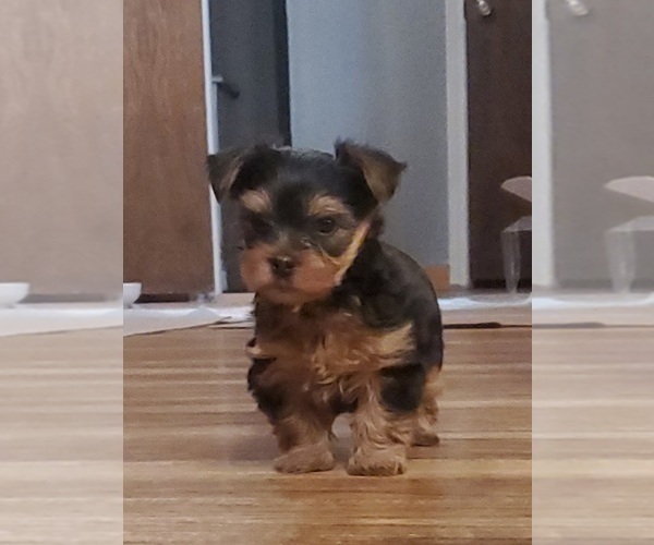 Medium Photo #5 Yorkshire Terrier Puppy For Sale in NEVADA, TX, USA