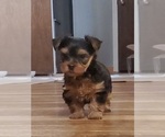 Small Photo #5 Yorkshire Terrier Puppy For Sale in NEVADA, TX, USA
