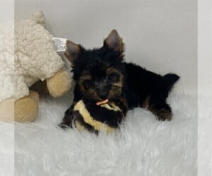 Yorkshire Terrier Puppy for sale in PEMBROKE PINES, FL, USA