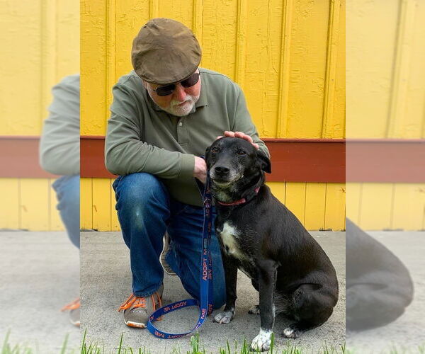 Medium Photo #6 Mutt Puppy For Sale in Monterey, VA, USA