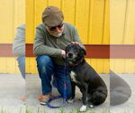 Small #5 Mutt