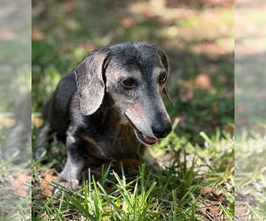 Dachshund Dogs for adoption in Weston, FL, USA