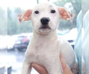 Mutt Dogs for adoption in Washington, DC, USA