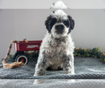 Puppy Oreo Poodle (Miniature)-Portuguese Water Dog Mix