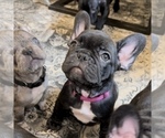 Small Photo #17 French Bulldog Puppy For Sale in GIG HARBOR, WA, USA