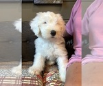Small #1 Old English Sheepdog