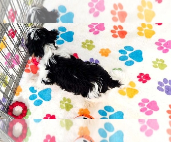 Medium Photo #3 Havashire Puppy For Sale in ORO VALLEY, AZ, USA