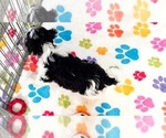 Bruno - Male Havashire Puppy for Sale - Photo #3