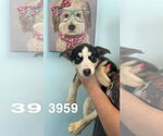 Small #2 Huskies  Mix