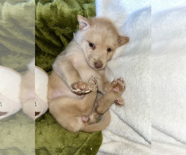 Medium Photo #2 German Shepherd Dog-Siberian Husky Mix Puppy For Sale in PERRIS, CA, USA