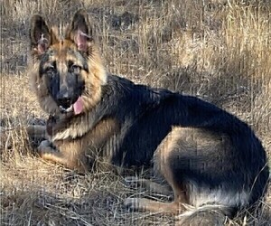 Mother of the King Shepherd puppies born on 05/10/2024