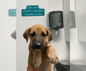 Labrador Retriever-Unknown Mix Dogs for adoption in Jefferson, NJ, USA