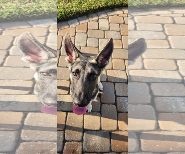 Medium Photo #2 German Shepherd Dog Puppy For Sale in La Grange , NC, USA