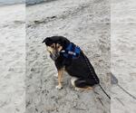 Small #2 Retriever  Mix
