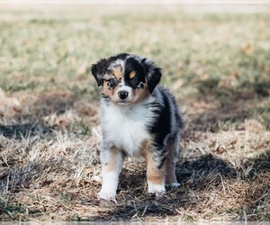 Australian Shepherd Puppy for sale in ELNORA, IN, USA