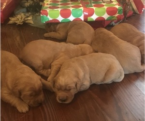 Golden Retriever Puppy for sale in NORMANDY, TN, USA