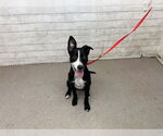 Small American Pit Bull Terrier Mix