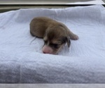 Small #2 Dachshund