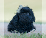 Puppy Coal Goldendoodle (Miniature)