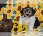 Small #1 Yorkshire Terrier