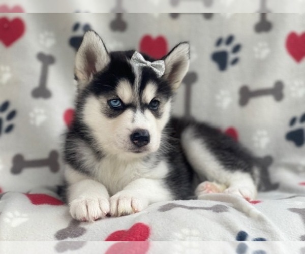 Medium Photo #14 Siberian Husky Puppy For Sale in LAKELAND, FL, USA