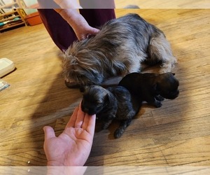 Havanese-Unknown Mix Puppy for sale in DUFFIELD, VA, USA